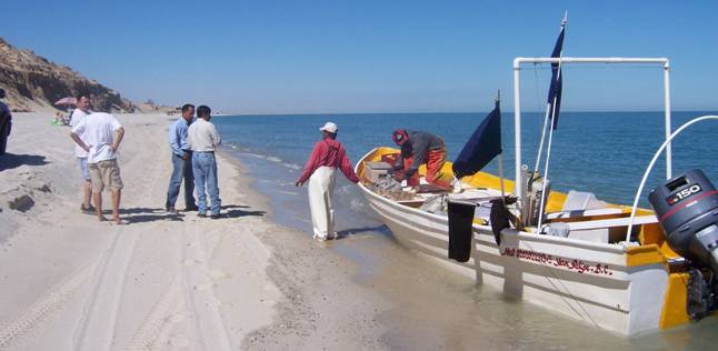 Shrimp Playa de Oro Beach San Felipe Baja Mexico